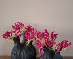 Cebola Tulpenvaas Countryfield 't Oude Huys toudehuys